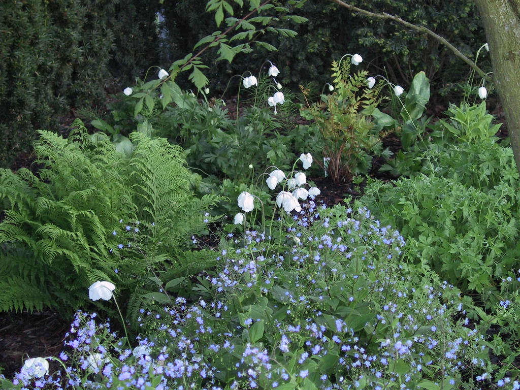 Brunnera macrophylla + Anemone sylvestris.jpg